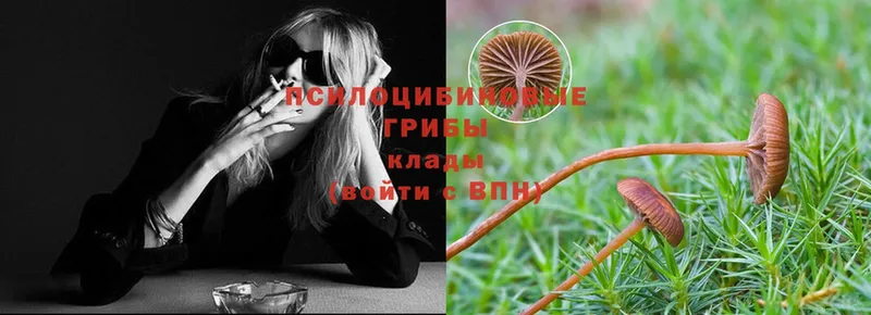 Галлюциногенные грибы MAGIC MUSHROOMS  как найти   Алагир 